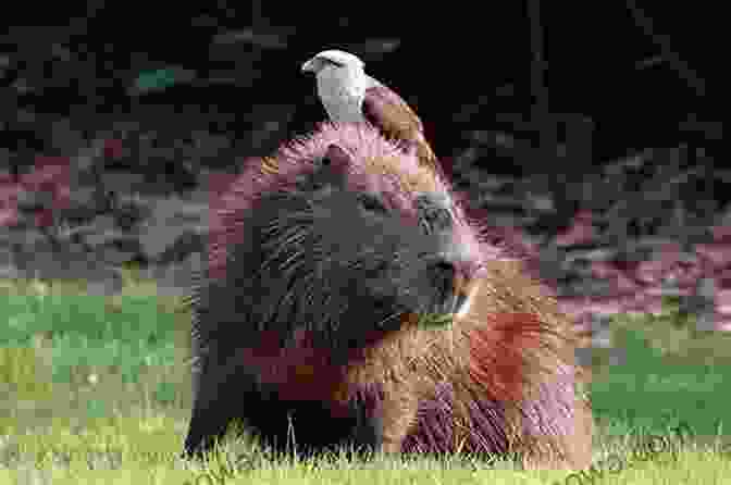 A Herd Of Capybaras, The World's Largest Rodents, Grazing In The Llanos Travels And Adventures In South And Central America First Series: Life In The Llanos Of Venezuela