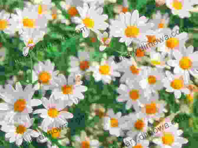 Chamomile Flowers How To Quit Smoking: Stop Smoking The Easy Way With Herbs