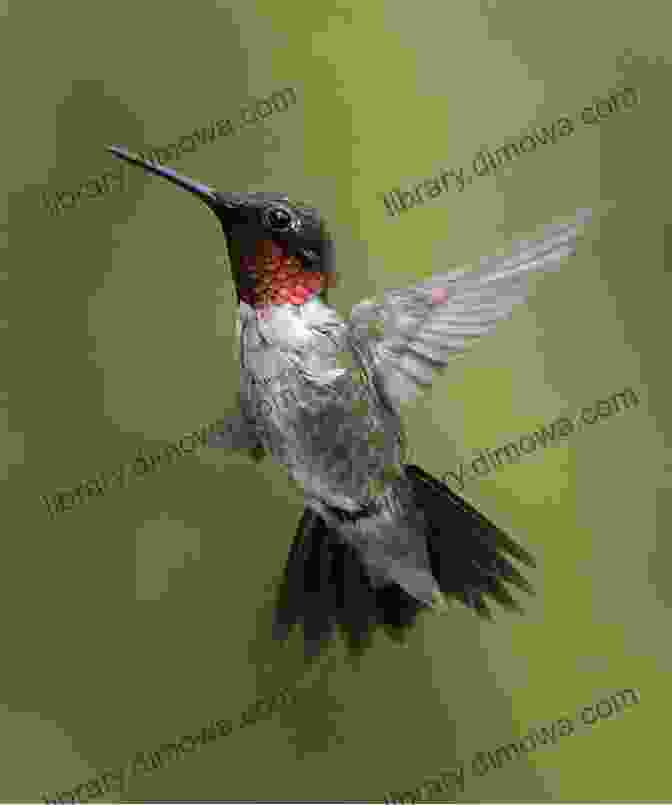 Cover Of 'Birds Of Tennessee Field Guide' Featuring A Stunning Photograph Of A Male Ruby Throated Hummingbird. Birds Of Tennessee Field Guide (Bird Identification Guides)