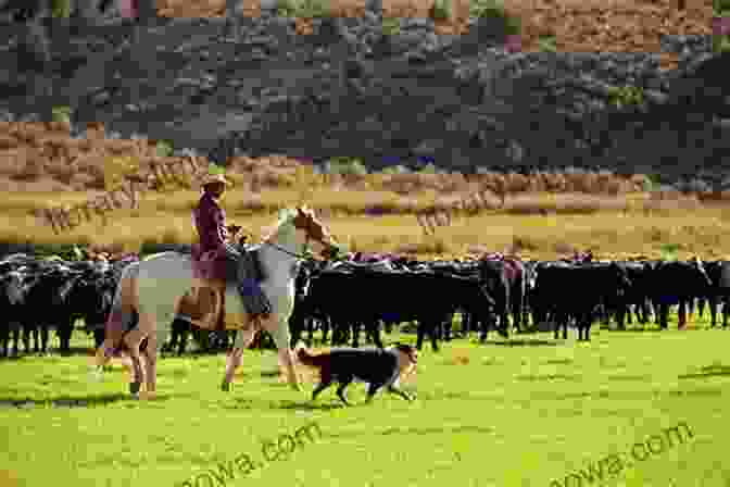 Llaneros, Cowboys Of The Llanos, Herding Cattle On Horseback Travels And Adventures In South And Central America First Series: Life In The Llanos Of Venezuela