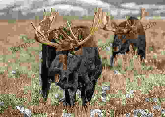 Moose Grazing Peacefully Near A Lake Once Around Algonquin: An Epic Canoe Journey