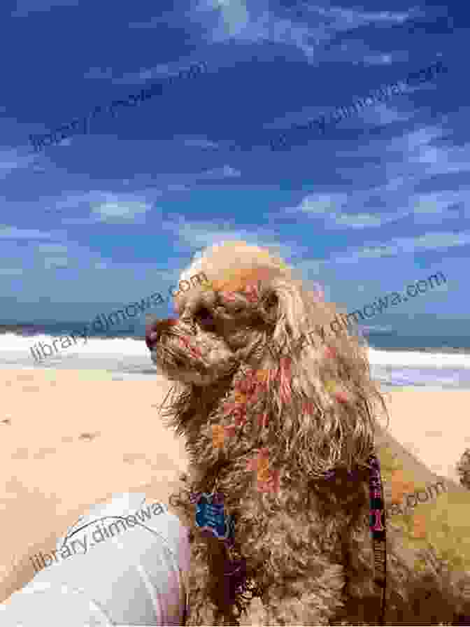 Poodle Relaxing On The Beach In Nice A Poodle Visits France: Puppy Passport